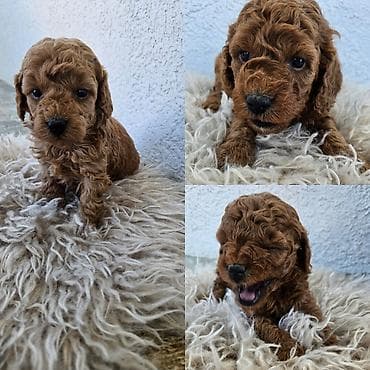 cavapoo stenci: Dostupni štenci aprikot mini i crvene toy pudle 🐩 Od veoma — 7