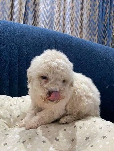 psi koji trazi tartufe: Na prodaju cistokrvni lagotto romagnolo stenci stari mesec i po i — 3