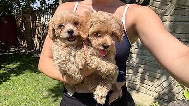 gonici prodaja: Maltipoo kucici,prelepi,odgajani u kuci.Ocisceni od — 3