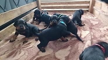 mali psi za stan cena: Na prodaju štenci dobermana – vrhunsko poreklo Oštenjeni 17.06.2026 — 2