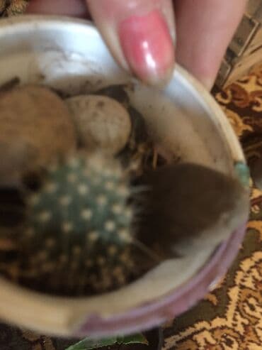 aloja kaktus: Kaktusi 100 dinara — 2