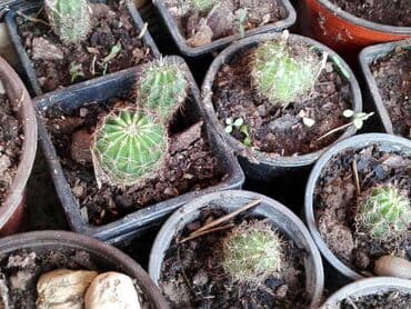 aloja kaktus: Kaktusi više vrsta 150 dinara — 1