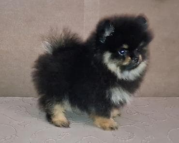 Pomeranac muzjak,black and tan boje. Ociscen od unutrašnjih parazita