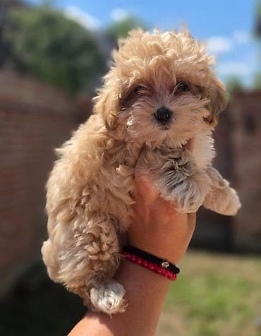 tata vidi prase: Maltipoo bebe Registrovana odgajivacnica Hopy queen pudle predstavlja — 3