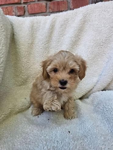 mini maltezer prodaja: Maltipoo stenci spremni su za preuzimanje. Mama je maltezer malog — 4