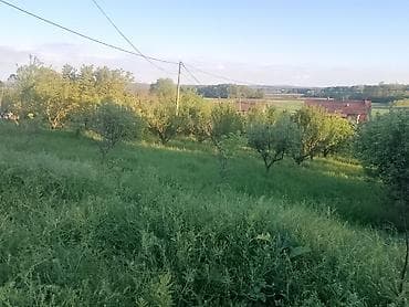 6000 eura jeftine kuće prodajem kuću za 3.000 evra: Plac-Voćnjak sa starijim stablima na blagoj padini - Ograđen zeleni — 3
