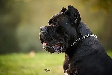 mops na poklon: Na prodaju prelep mužjak Cane Corso, star 2,5 godine. Socijalizovan — 6