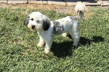 stenci na poklon beograd: Maltipoo štenci MALTIPOO štenci izuzetnog kvaliteta i izgleda, veoma — 11