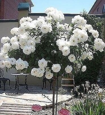 Baštenska dekoracija: Ruže stablašice – ukrasne ruže kalemljene - Različite boje i oblici — 4