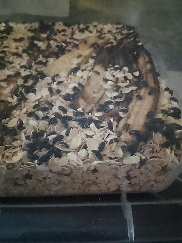 Slušni aparati: Gorgojo bube 50 eura — 1