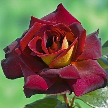 Baštenska dekoracija: Ruže stablašice – ukrasne ruže kalemljene - Različite boje i oblici — 9