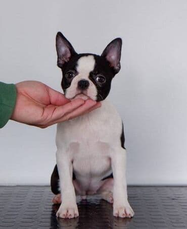dzek rasel stene: Boston Terrier Srcky's kennel oglasava visokokvalitetno zensko stene — 4