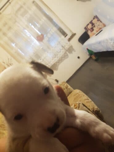 Cats: Stene staforda - Starost: mesec dana ženka samo danas 60e poslednja — 5