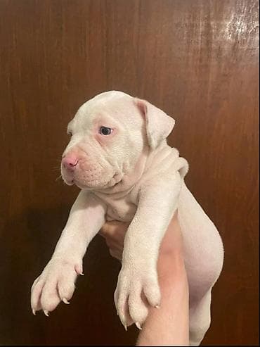 american bully prodaja: American bully štenci – vrhunski kvalitet Na prodaju tri prelepe ženke — 3