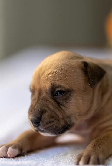 Psi: American pitbull terier Na prodaju stenci americkog PITBULL terijera — 6