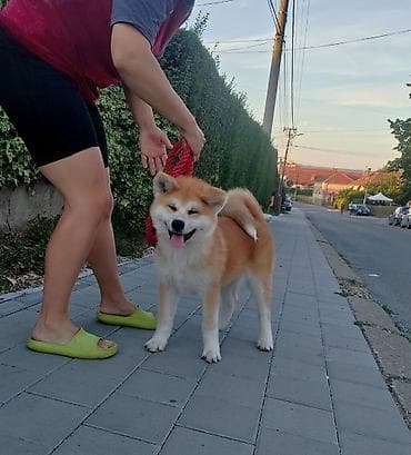 maltezer cena srbija: AKITA INU – VRHUNSKO FCI LEGLO | KUMA KAI KENNELS Odgajivačnica Kuma — 2