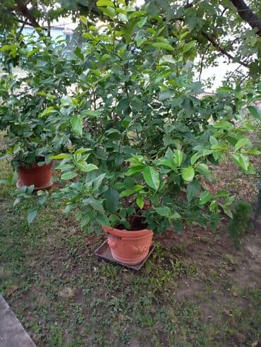 Biljka u saksiji, pogodna za uređenje dvorišta, bašta, terasa ili kao