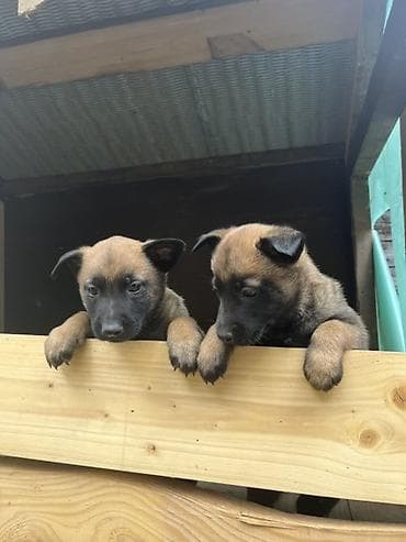 Pets & Animals: Čistokrvni štenci malinoa rodjeni 02.05.2026. Godine Od rasnih — 4