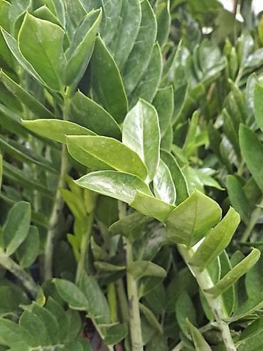 filadendron biljka: Zamija sa prve slike je 800, Zamija sa druge je 1500, Chlorophytum sa — 2