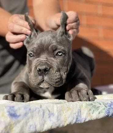 Tražite li odanog i vernog prijatelja za vašu porodicu? Kontaktirajte