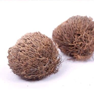 pustinjska ruza sadnice prodaja: Jerihonska ruža Cena:900din Ako ružu iz Jerihona stavite u običnu — 2