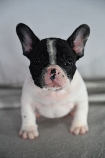 haski stene: Francuski buldog, štene - Pol: mužjak - Boja i šara: crno-belo — 2