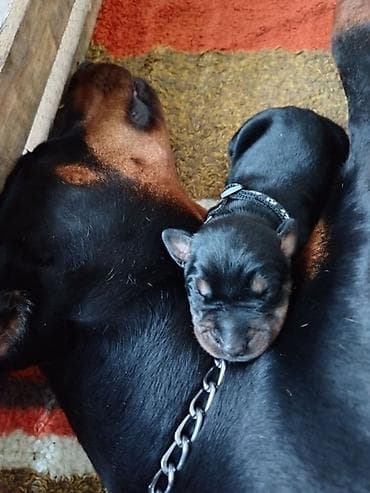 mali psi za stan cena: Na prodaju štenci dobermana – vrhunsko poreklo Oštenjeni 17.06.2026 — 3
