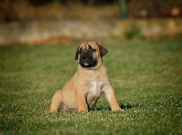 feisty pets: Na prodaju stenci Presa Canario izuzetnih krvnih linija, sa ozbiljnim — 8