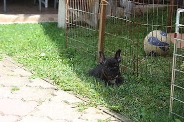 slatki mali psi: Francuski Buldog štenci Odgajivačnica UŠTICA ima u ponudi štence rase — 9
