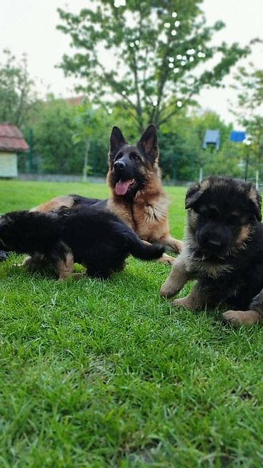 Prodajem žensko stene dugodlako starosti 4.5 meseca. Majka Donna od na lalafo.rs Prodajem žensko stene dugodlako starosti 4.5 meseca. Majka Donna od
