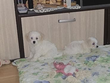 drveni kavezi za ptice: Štenad maltezer – bela, mini rasa - Prelepe bele pufnaste njuškice — 9