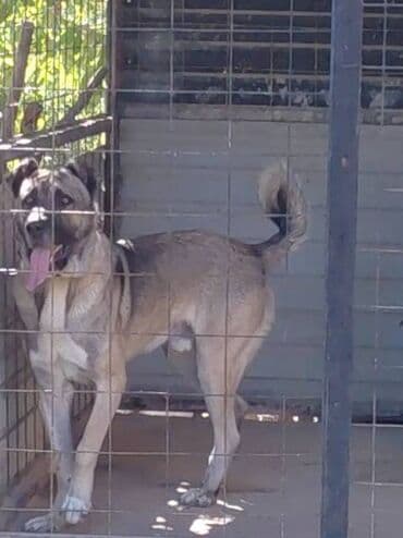 Psi: Turski Kangal, mužjak Na prodaju TURSKI KANGAL, mužjak star 22 meseca — 2