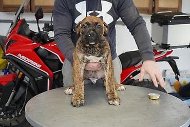 Psi: Sa ponosom predstavljamo vrhunske štence rase Južnoafrički mastif – — 8