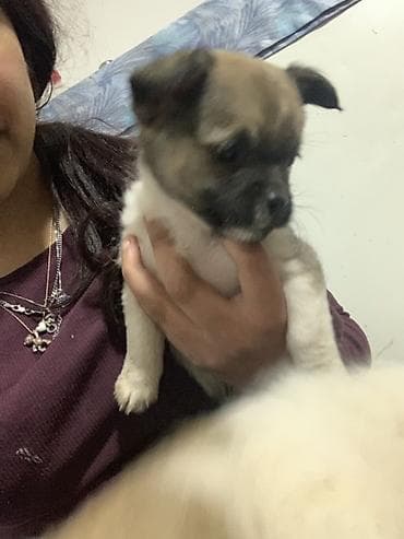 braon pudlica: Preslatki decak malog rasta - Starost: vrlo mlado štene - Veličina — 4