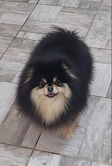 njuškalo psi pekinezeri na poklon: Pomeranian Star renomirana odgajivačnica pomeranaca iz Beograda je — 3