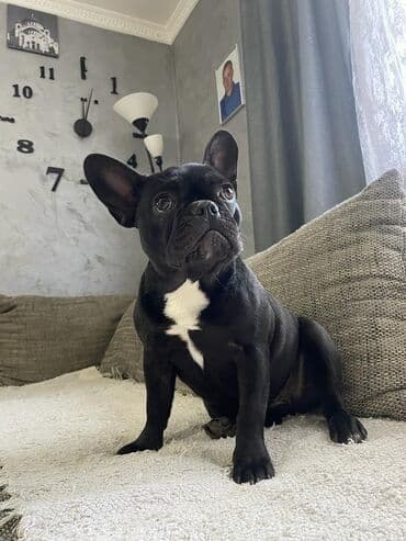 psi koji traze tartufe: Francuski buldog – štene - Rasa: francuski buldog - Boja: crna sa — 1