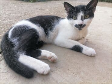 Mačke: Mlada domaća mačka – crno-bela “tuxedo” šara - Izražene crno-bele — 7