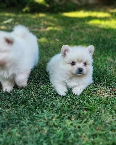 akita americka: Nemački špic, štenci bele boje, sitne građe, oba pola. Oštenjeni — 4
