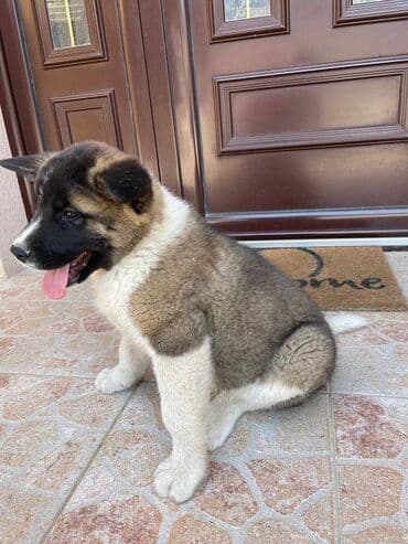 american bully psi: Američka Akita Na prodaju štenci Američke Akite 5 ženki i 3 — 6