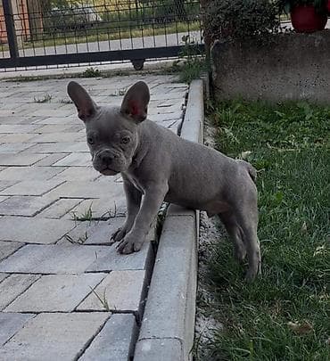 psi za dvoriste prodaja: Francuski buldog stenci plave boje strucno odgnegovani veseli — 3