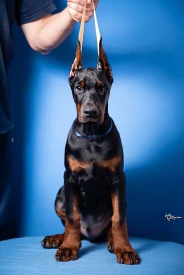 štenci nemačkog ovčara: GROM Doberman Kennel predstavlja stenad iz linijskog parenja Pride of — 4