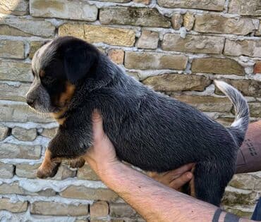 na prodaju mastiff: Na prodaju štenci (MUŽJAK I ŽENKA) Australijskog Govedara, jedne od — 7