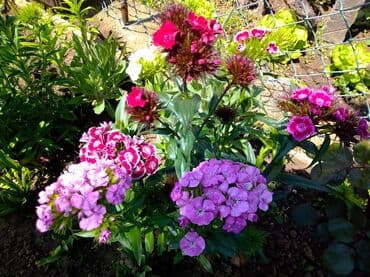 Sve za vikendicu i baštu: Na prodaju seme turskog karanfila mix od 50+/- semenki - 100 dinara — 1