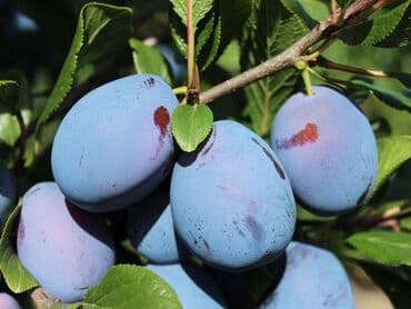 meda krevetac 3 u 1: Sadnice šljive više sorti Sadnice šljive donose pouzdanu rodnost — 2