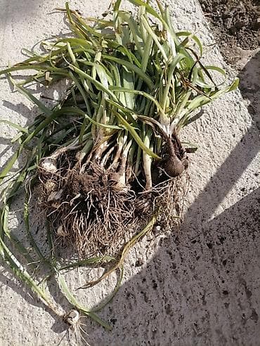 aksesoari za more: Lukovice žutog krokusa (10 kom u pakovanju) 200 din — 4