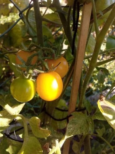 Sve za vikendicu i baštu: Seme paradajza! Crveni jabučar Žuti jabučar Narandžasti jabučar — 16