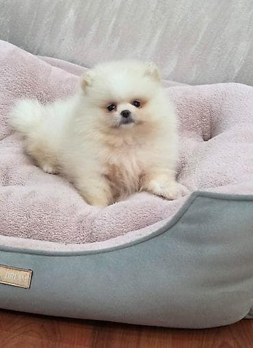 Teddy bear pomeranci, dve sestre, spremne su za preuzimanje. Bogato