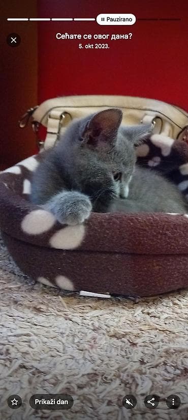 zenske kozne jakne sa krznom beograd: Louis Vuitton ženska torba, crna - Model: ručna torba sa kratkim — 6