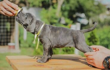 psi koji trazi tartufe: Postanite vlasnik jednog od naših vrhunskih Cane Corso štenaca — 19