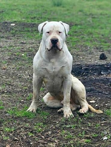 bela i buldozi: Slobodan za parenje!! Mužijak Dogo Argentino, izuzetno kvalitetnog — 1